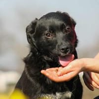 Tibike Mix Rüde ca1,5 Jahre alt in 72587, Hund zur Adoption