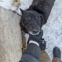 Unkomplizierter Keks ist ein Goldschatz, Hund zur Adoption