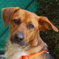 FRÄULEIN MOCCA - eine tolle Begleiterin, Hündin zur Adoption