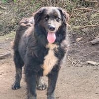 Naomi - wartet in 69469 Weinheim, Hündin zur Adoption