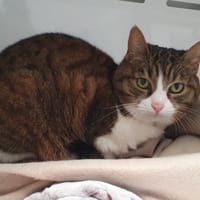 PURPLE CHA, chatte à adopter
