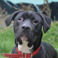 KONG CHAO, chien à adopter