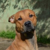 SEISHIN CHAO, chien à adopter