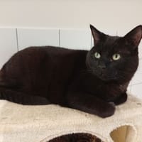 Balou, chat à adopter