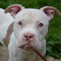 IRON CHAO, chien à adopter