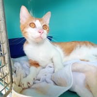 TOURETTE, chatte à adopter