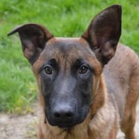 ZESTE CHAO, chien à adopter