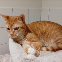 Orion, chat à adopter