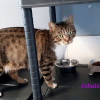 ZEBULETTE, chatte à adopter