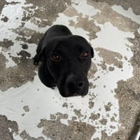 PYTHAGORE, chien à adopter