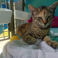 GNESS, chatte à adopter