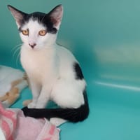 GRAVILLON, chat à adopter