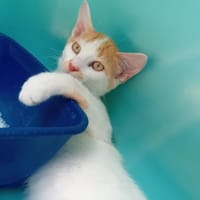 TUFFE, chat à adopter