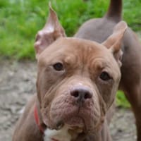 PEPITO CHAO, chien à adopter