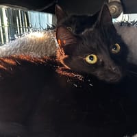 Mimosa, chatte à adopter