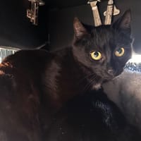 Jasmin, chat à adopter