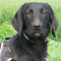 OLLIE, chienne à adopter