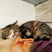 Spirou, chat à adopter