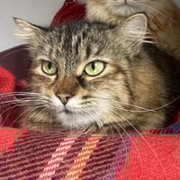 Boa Hancock, chatte à adopter