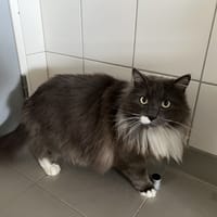 POMPON, chat à adopter