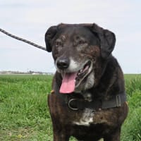 BOWIE, chien à adopter