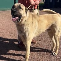 Zuma, chien à adopter