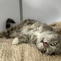 Spipa, chatte à adopter