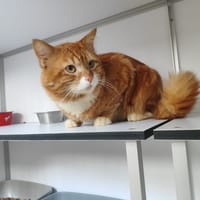 Smoker, chat à adopter