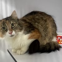 Nojiko, chatte à adopter