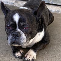 BOUBOU, chien à adopter