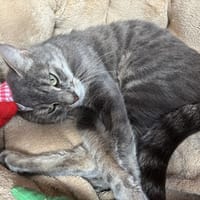 MAKI, chatte à adopter