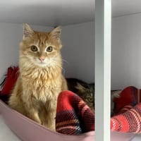 Chopper, chatte à adopter