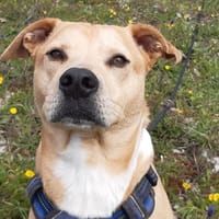 Saiko, chien à adopter