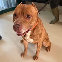 Ragnar PAA24172, chien à adopter