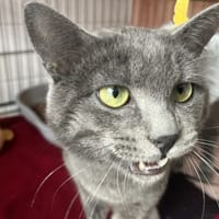 Mio, chat à adopter