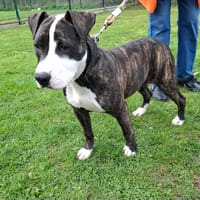 ROMEO, chien à adopter