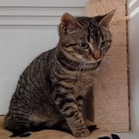 CIROC (réservé), chat à adopter