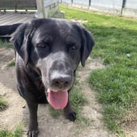 OSANA, chienne à adopter