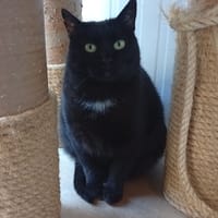 Noiraude, chatte à adopter