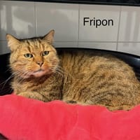 Fripon, chat à adopter