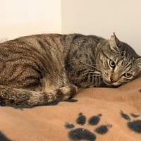 GILEAD, chat à adopter