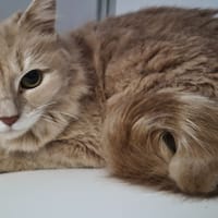 PRALINE, chatte à adopter