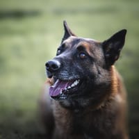 THOR CHAO, chien à adopter