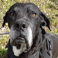 Goa, chienne à adopter