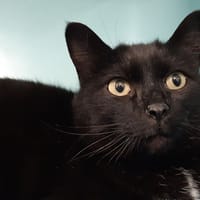 Leo, chat à adopter