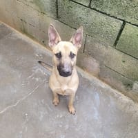 LANA, chienne à adopter