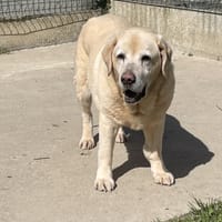 BAYLA, chienne à adopter