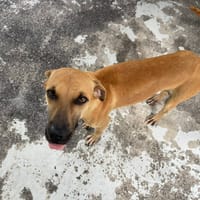 THALES, chien à adopter