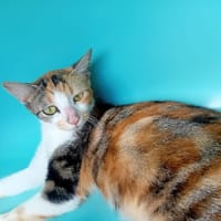 GRANITE, chatte à adopter