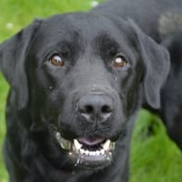 AGRUME CHAO, chien à adopter